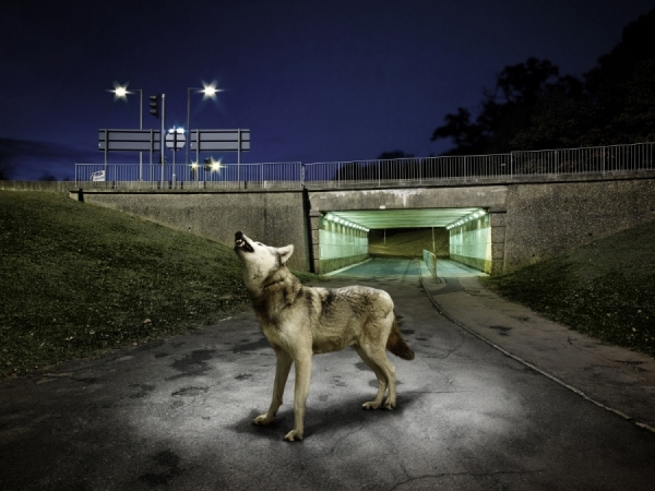 Photograph Chris Frazer Smith Wolf on One Eyeland